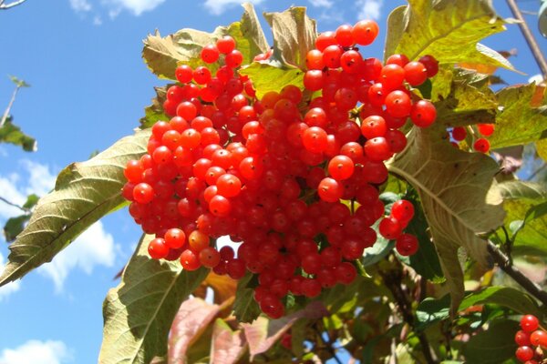 Grosse grappe de groseilles rouges