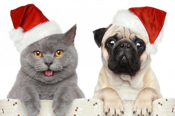 Funny animals with Christmas hats