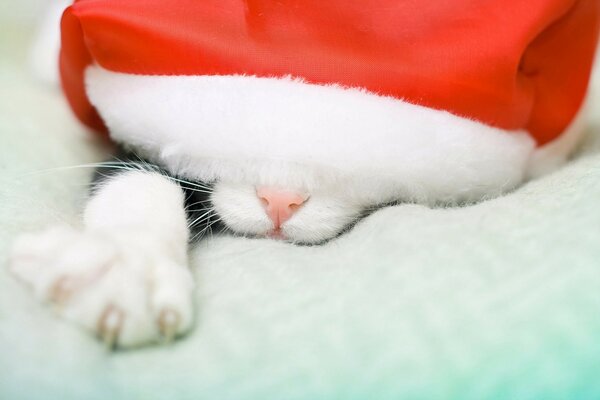 Cute Christmas cat. Merry Christmas