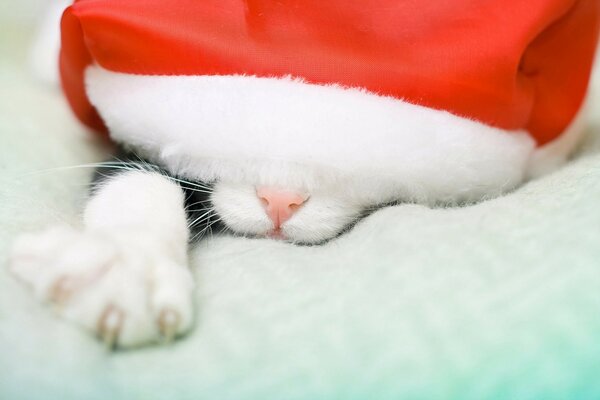 Słodki świąteczny kot. Wesołych Świąt