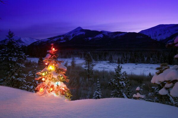 Arbre de Noël avec des lumières à l extérieur dans les montagnes