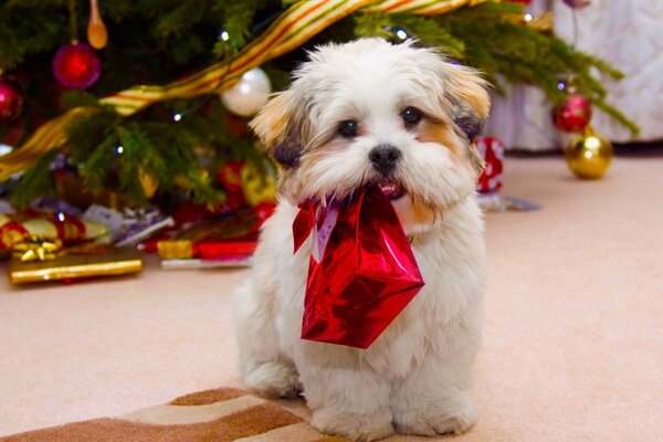 Lindo perro de Navidad