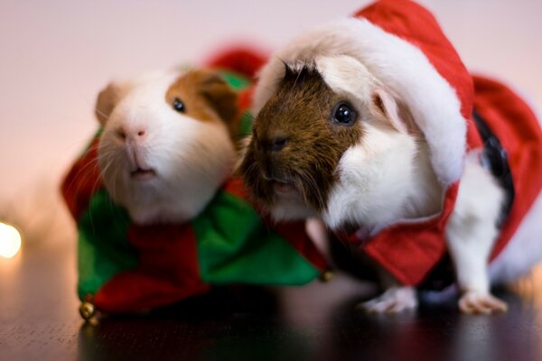 Hamsters mignons comme cadeaux pour Noël