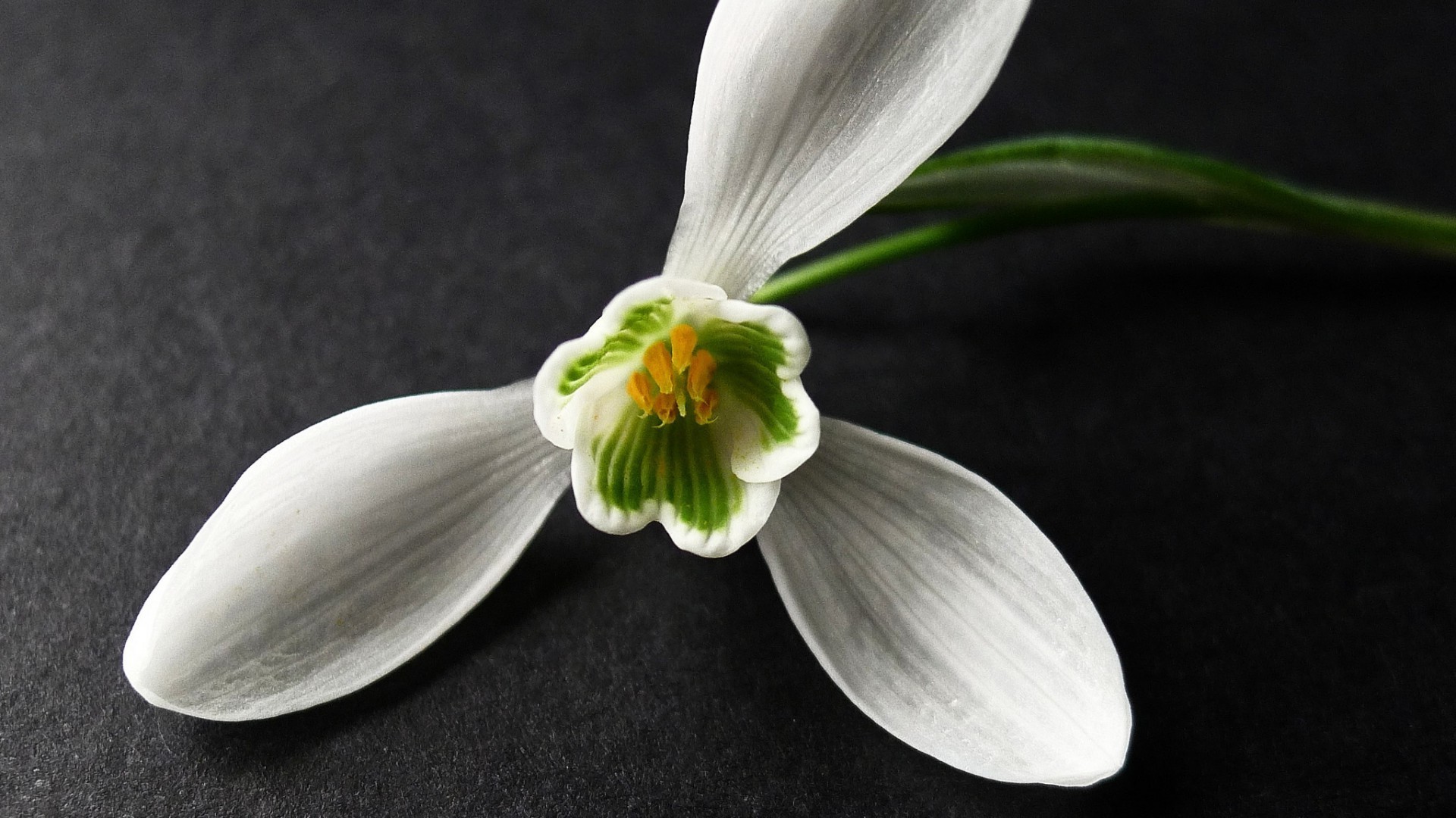 closeup flower flatware leaf flora petal one still life nature medicine