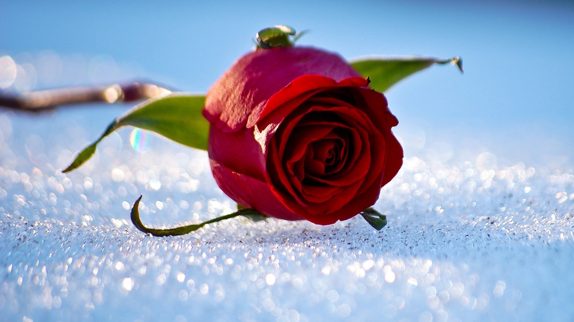 rose nature flower love outdoors beautiful summer romance romantic season winter color flora leaf snow petal floral