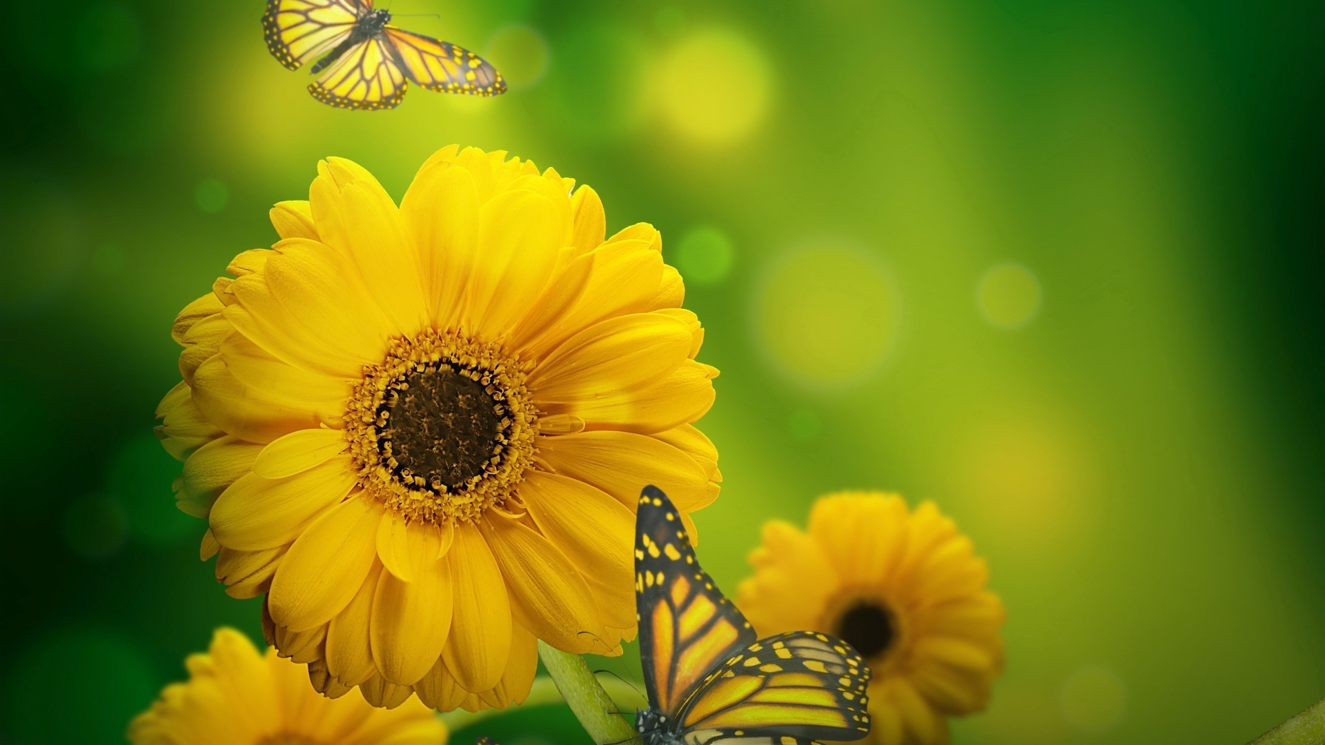 бабочка цветок желтый скачать