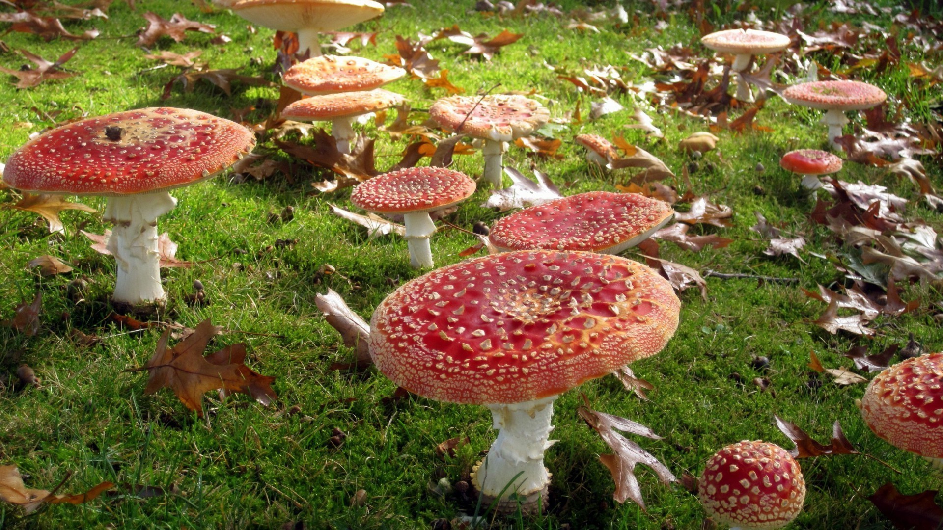 setas hongo hongo otoño seta naturaleza hierba temporada madera tóxico hoja flora cubierta musgo al aire libre veneno comestible comida borovik