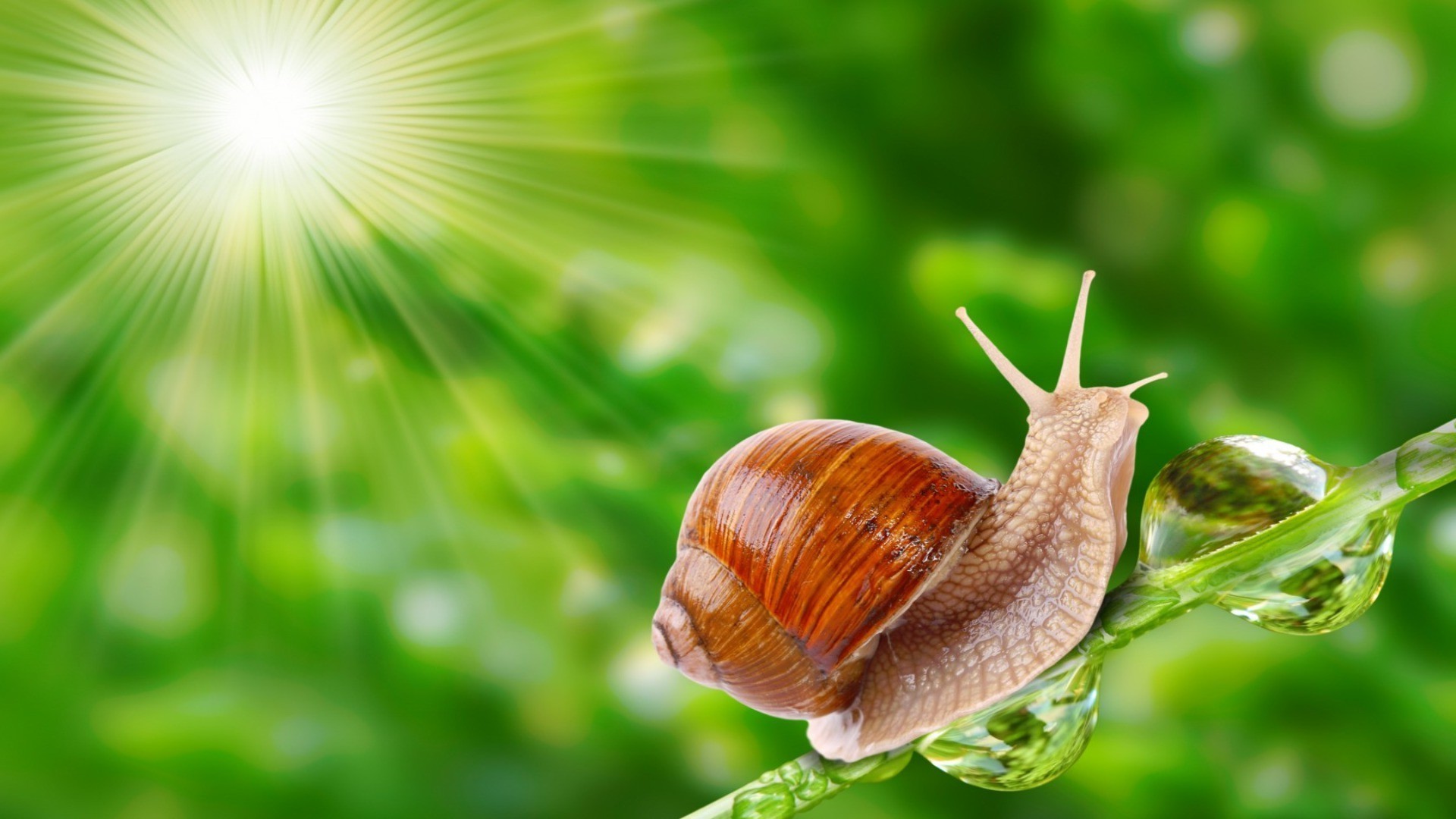 tiere schnecke garten langsam natur schleimig bauchfüßler blatt schnecke muscheln helix wirbellose flora schleim insekt desktop schließen nass sommer