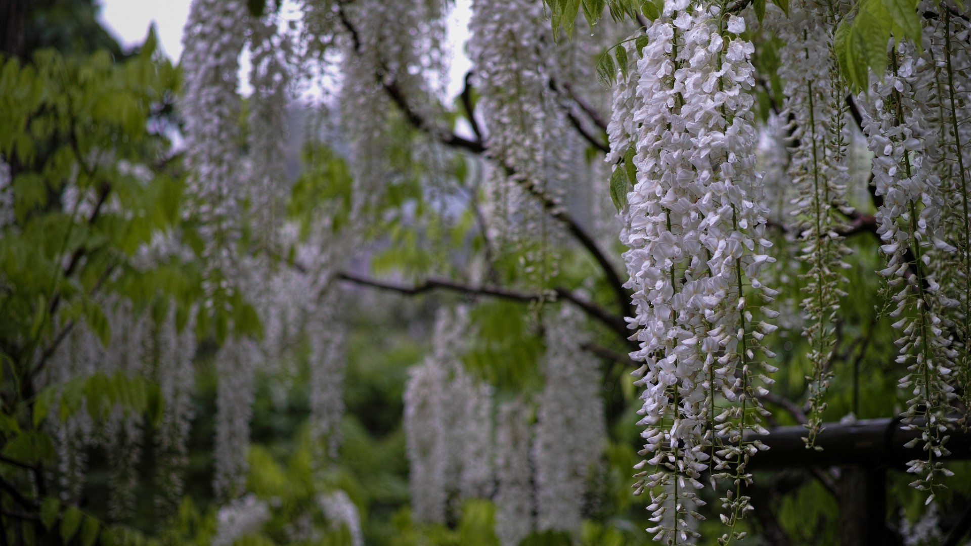 plants nature tree flower season flora leaf branch park wood outdoors garden blooming growth environment landscape summer color bright fair weather