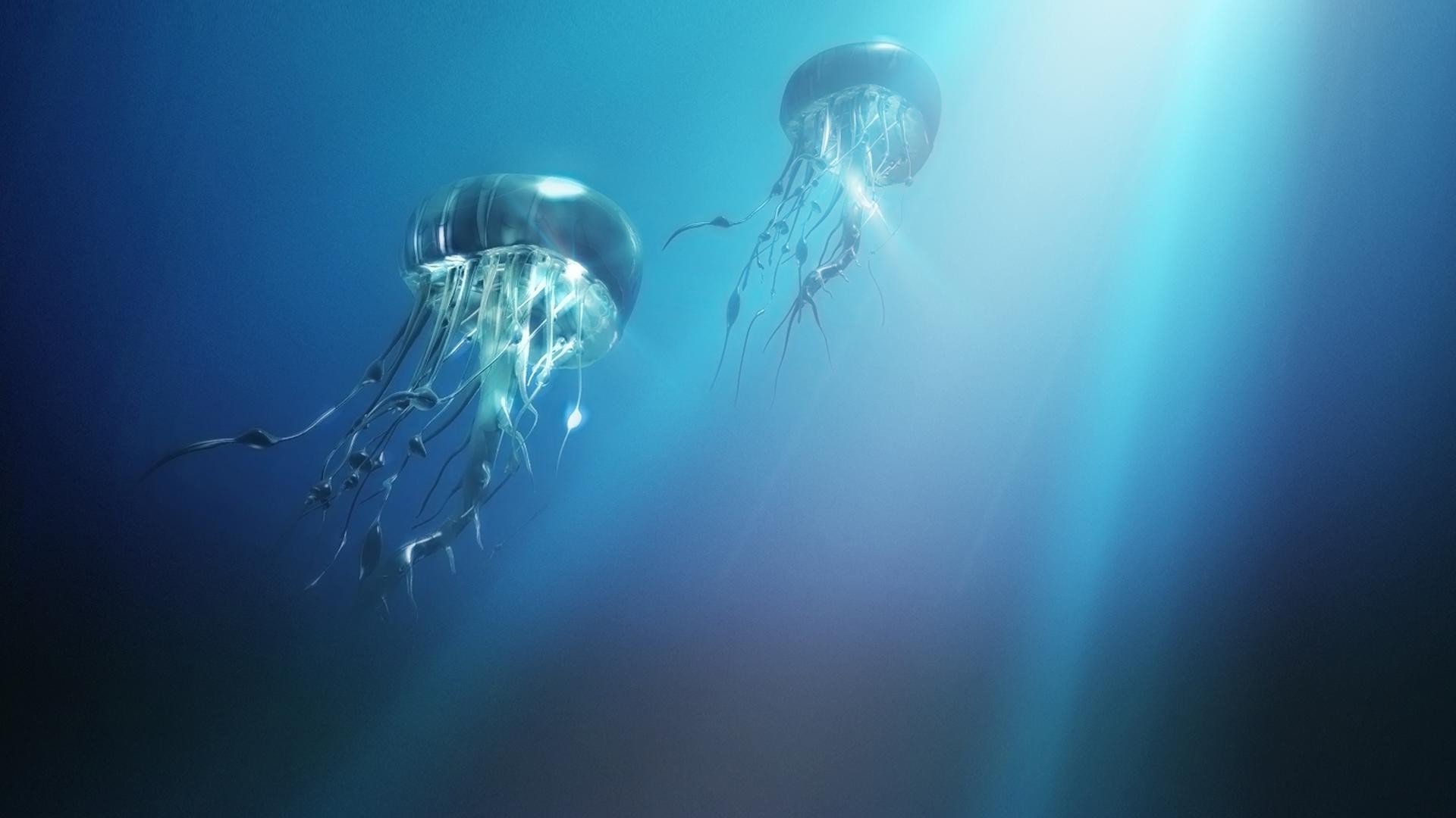 animals underwater swimming ocean