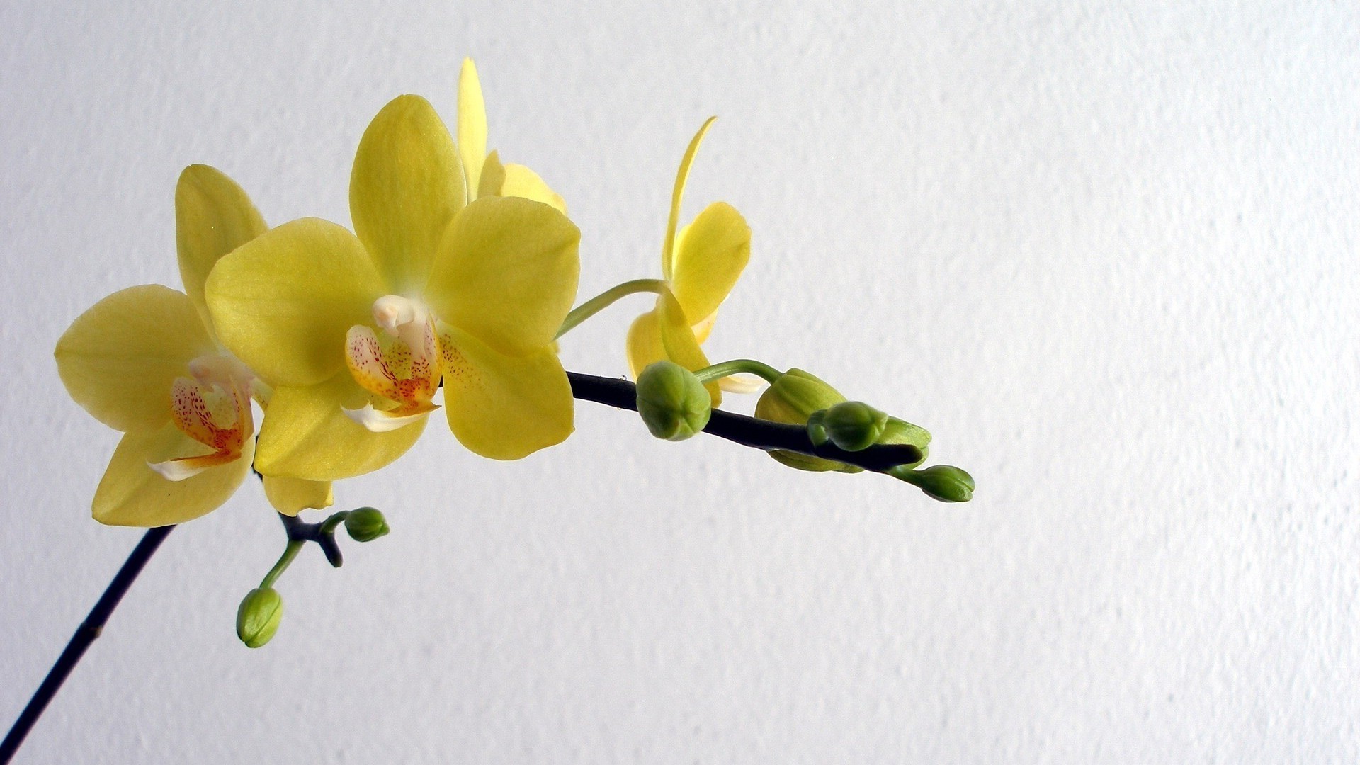 çiçekler çiçek flora doğa tropikal yaprak şube petal çiçek renk çiçeklenme egzotik narin güzel orkide kabuk bulanıklık bahçe dekorasyon parlak