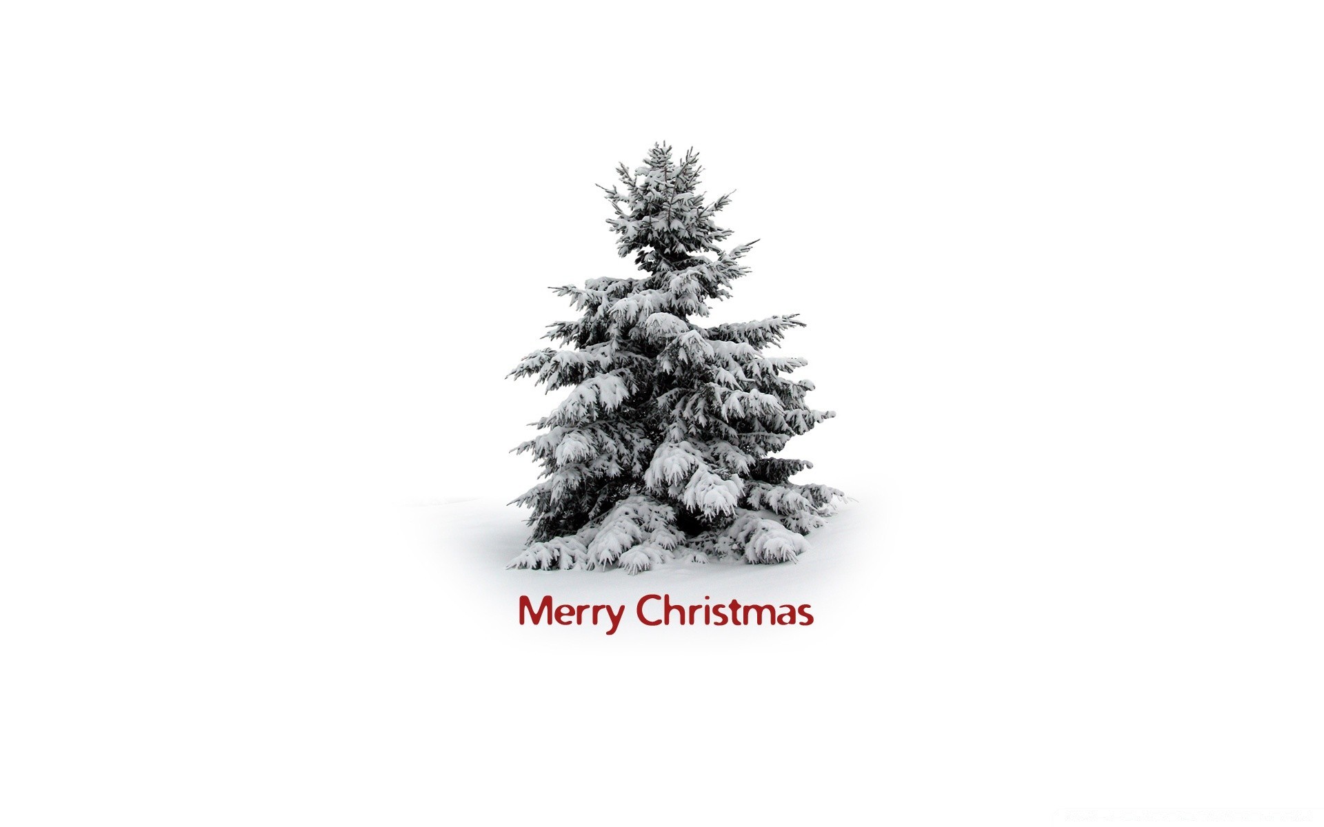 christmas winter tree evergreen pine snow conifer fir branch season nature wood desktop coniferous