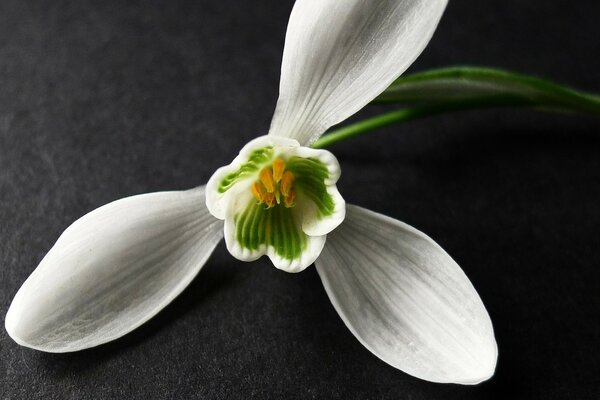 Close-up images of a flower with leaves