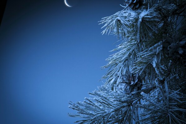 Winter landscape pine and Christmas