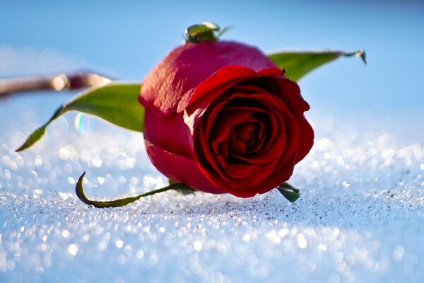 Rosa escarlata en la nieve