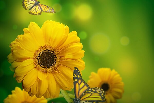 Yellow flowers nature butterfly