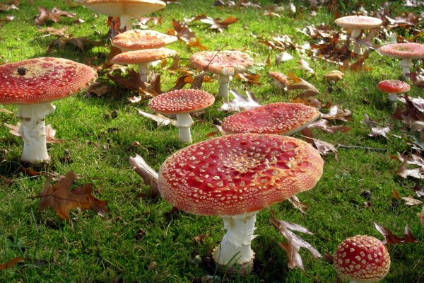 Lots of mushrooms on the green grass