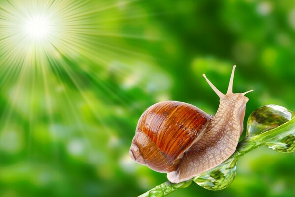 A snail slowly crawling on a leaf