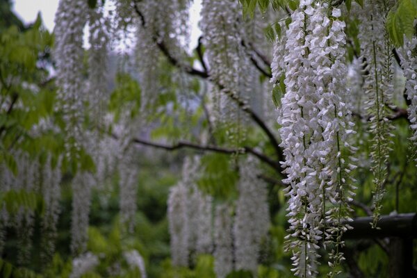 La natura regala la stagione della fioritura delle piante