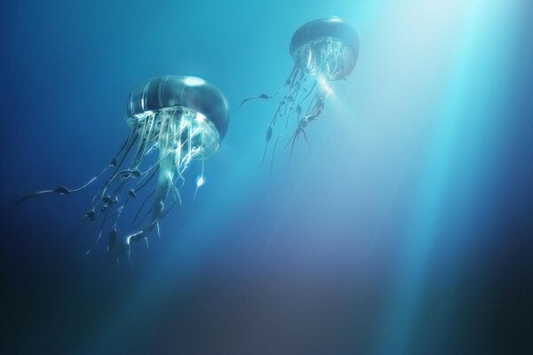 Grandes medusas no oceano