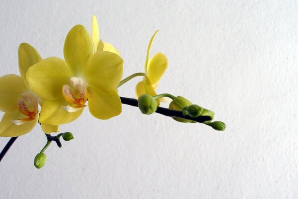 Buisson d orchidée jaune