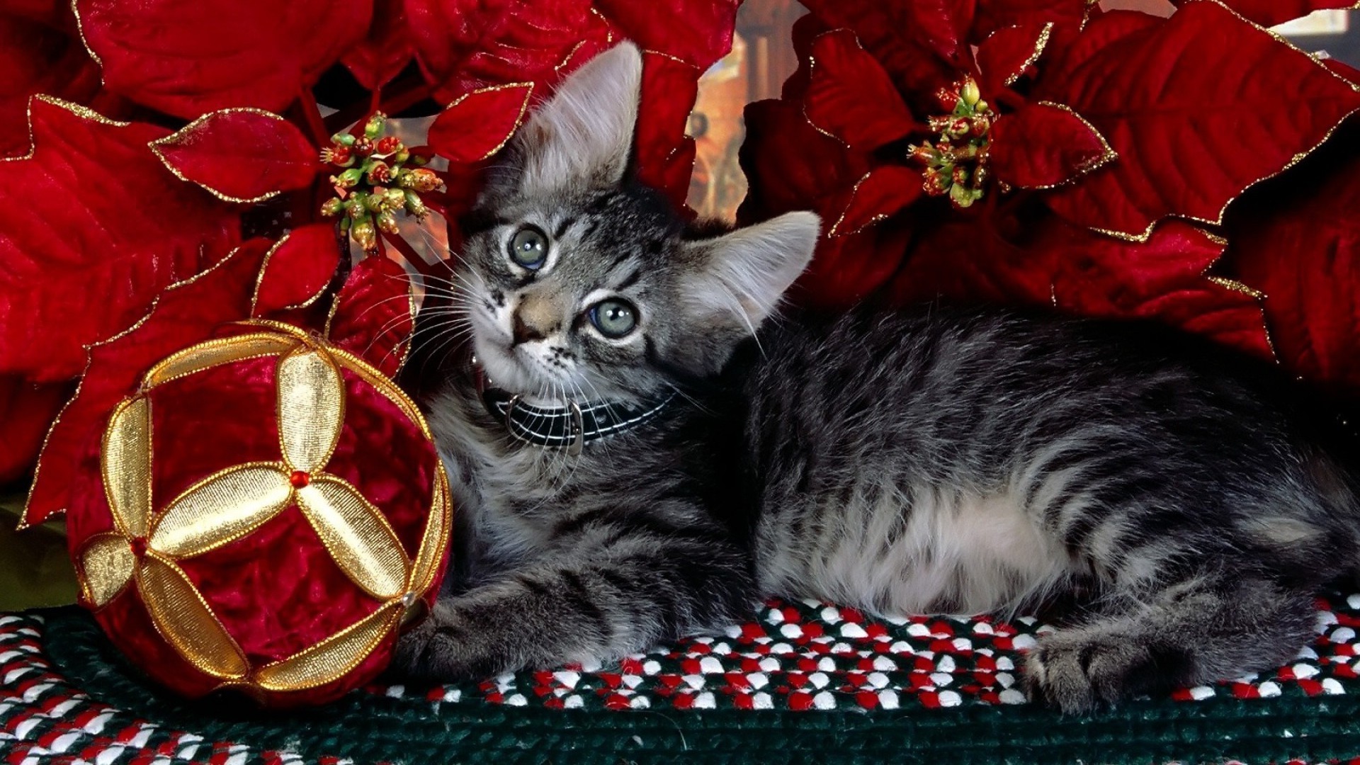 kediler kedi evde beslenen hayvan yavru kedi sevimli memeli yerli hayvan kürk portre küçük çok güzel bir