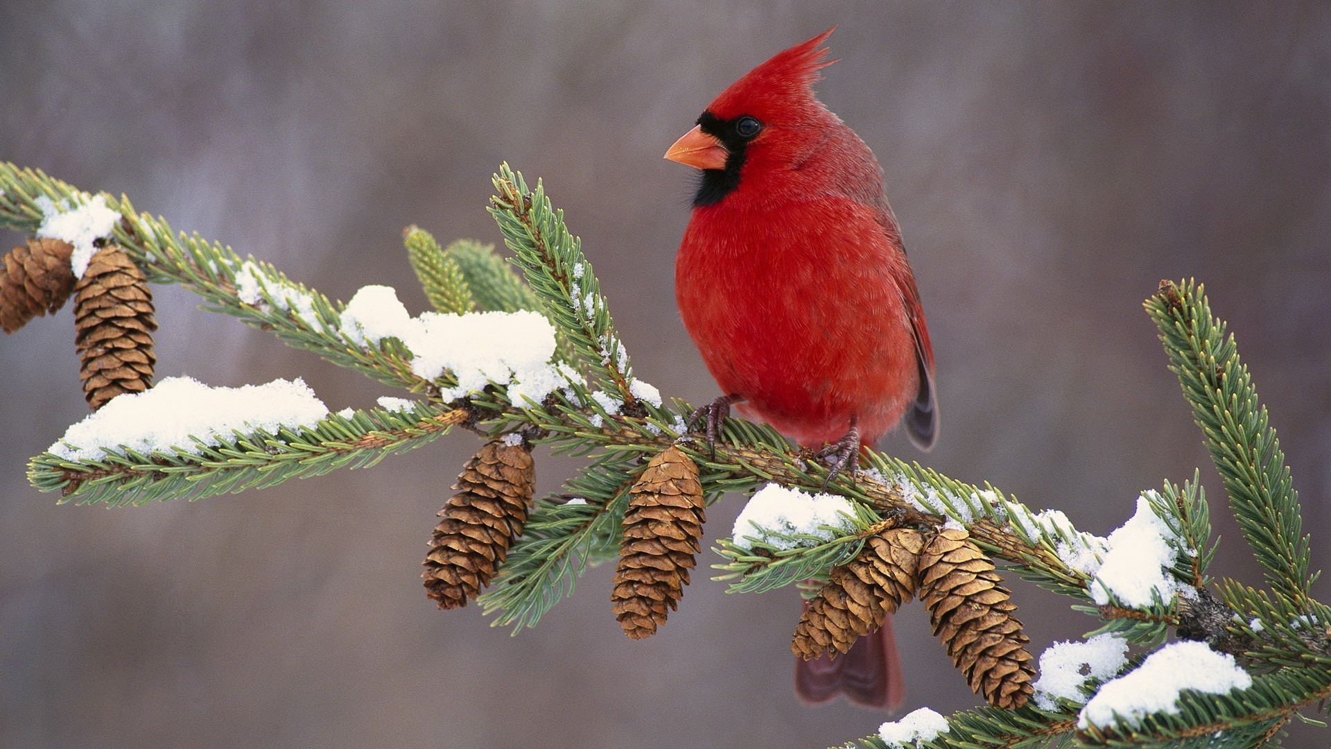 animali inverno albero uccello natura fauna selvatica natale all aperto legno