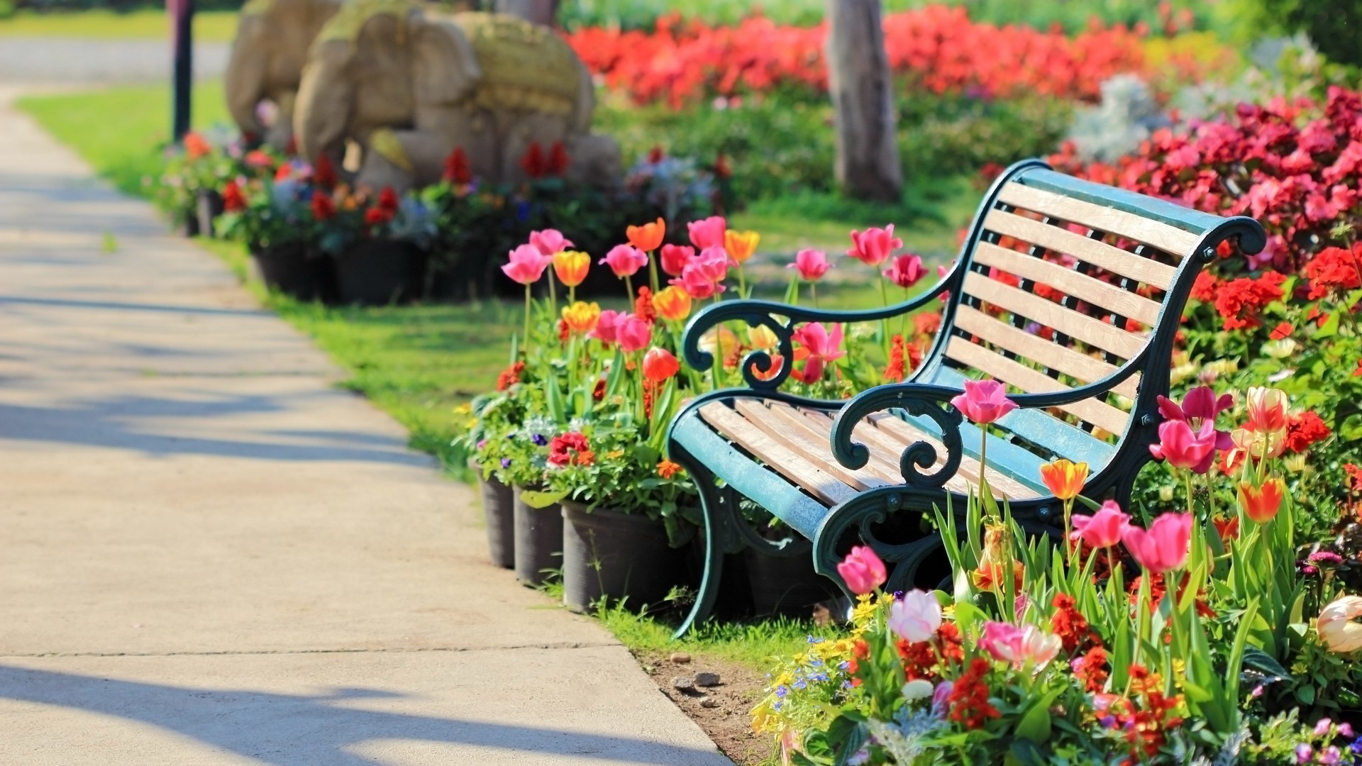 parcs fleur jardin banc été flore nature feuille herbe parc chaise cour à l extérieur couleur pelouse arbre à l extérieur