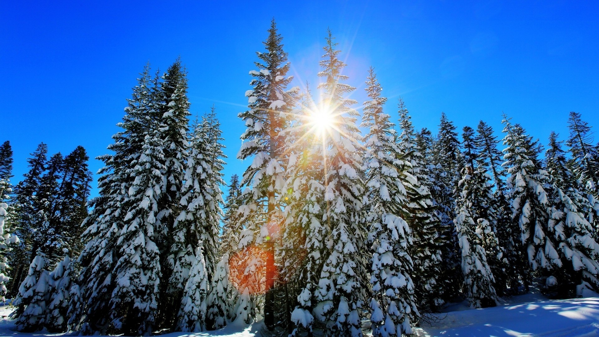 hiver neige bois gel saison bois froid sapin paysage pin nature congelé scénique evergreen beau temps glace épinette conifère neige-blanc