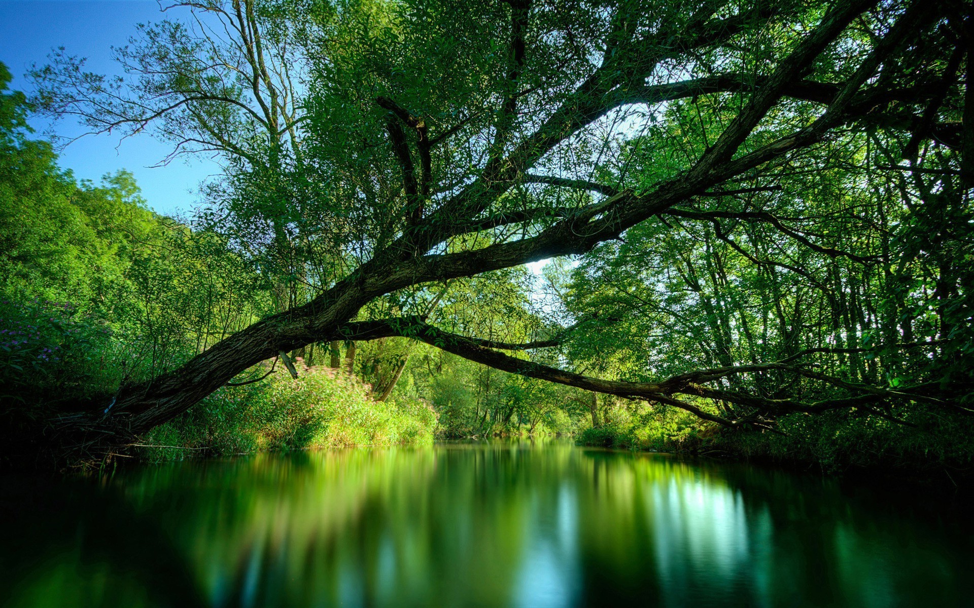 bäume natur holz landschaft baum wasser blatt dämmerung park reflexion see umwelt sonne gutes wetter im freien licht zweig landschaftlich üppig flora