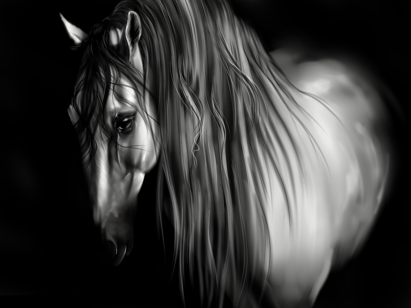 Horse On A Black Background Android Wallpapers