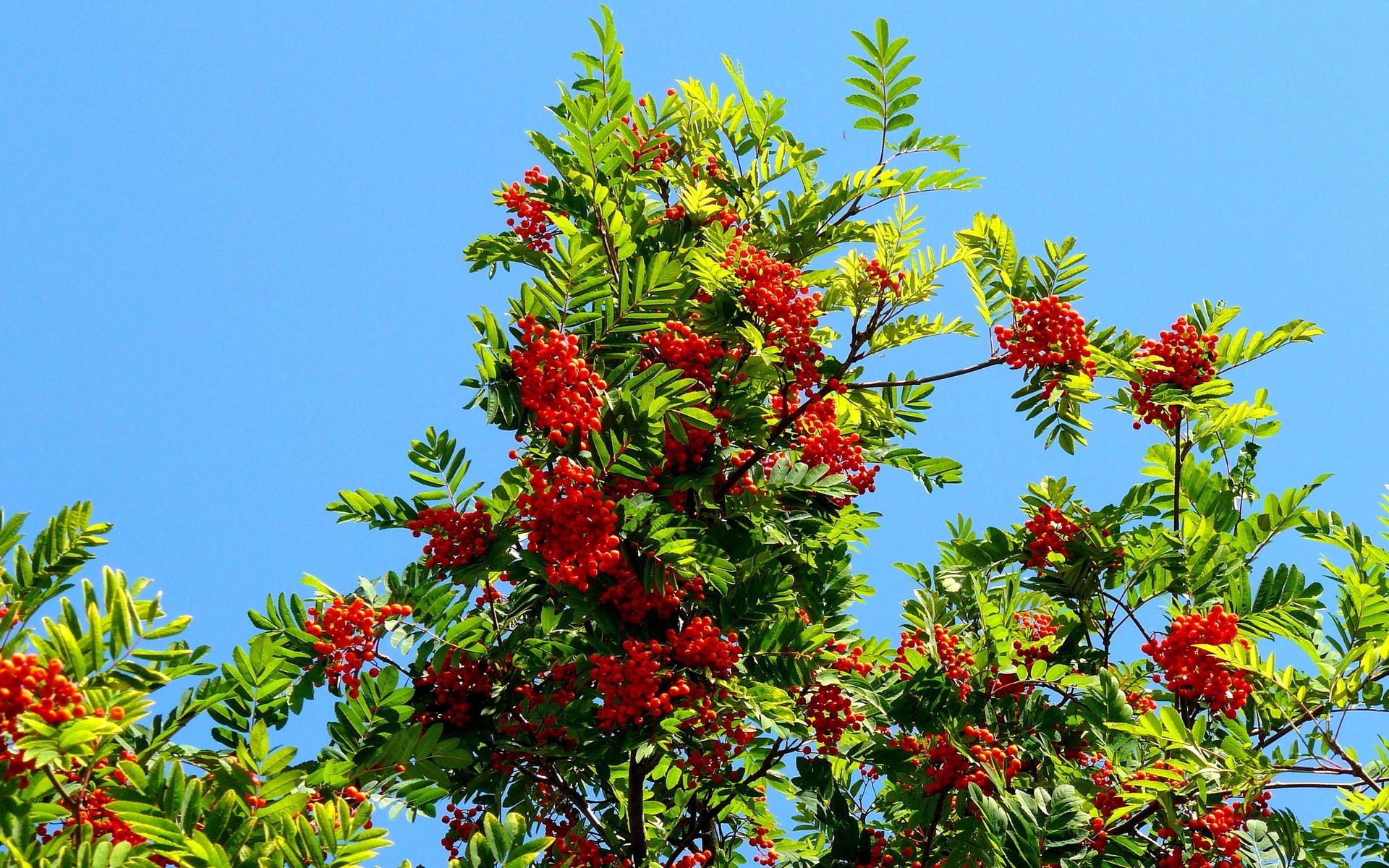 árvores árvore ramo temporada natureza folha flora arbusto verão decoração jardim brilhante flor baga cor fruta ao ar livre crescimento