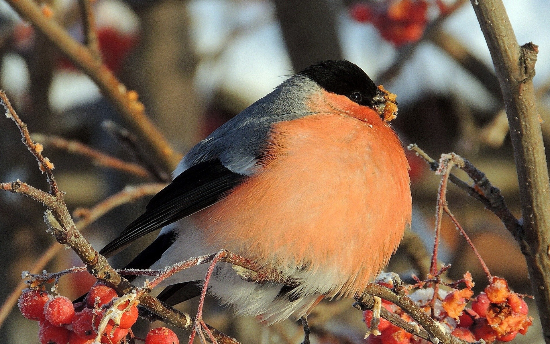 zwierzęta ptak dzika przyroda drzewo śpiewak na zewnątrz natura zima finch