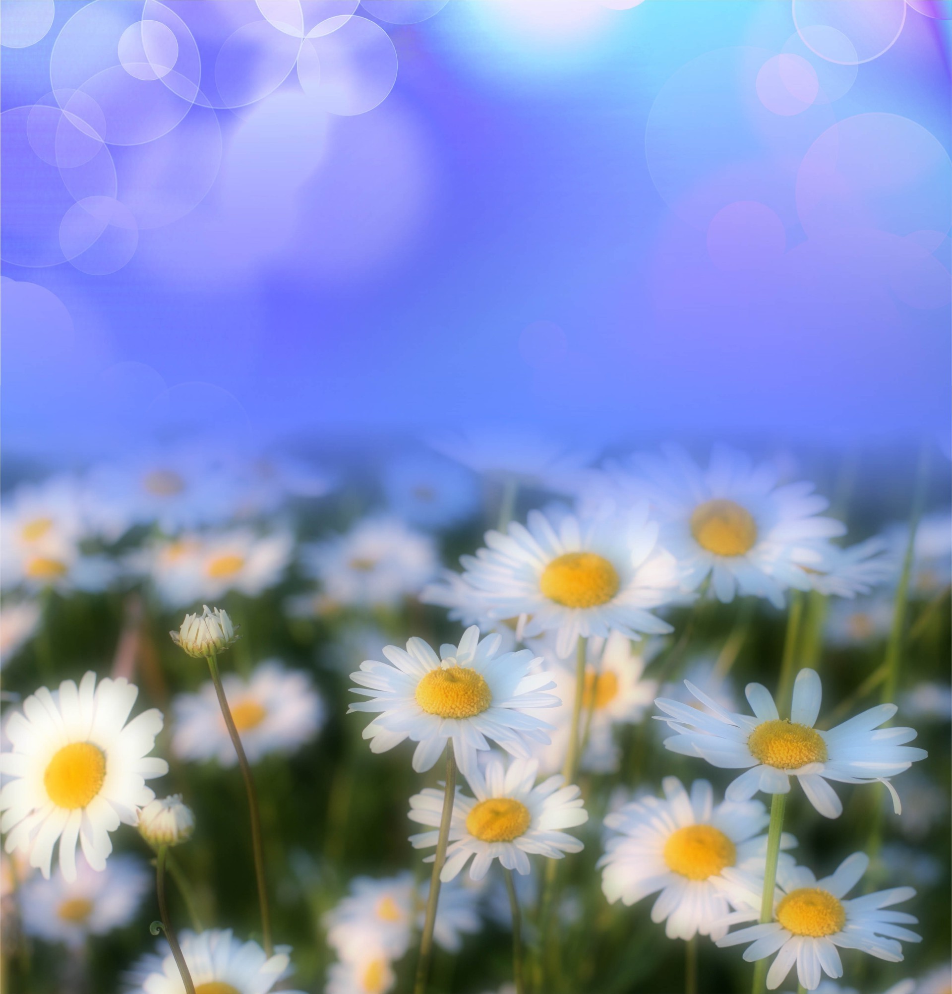 flowers flower chamomile field nature summer flora hayfield sun color garden bright growth season blooming fair weather petal floral grass sunny beautiful