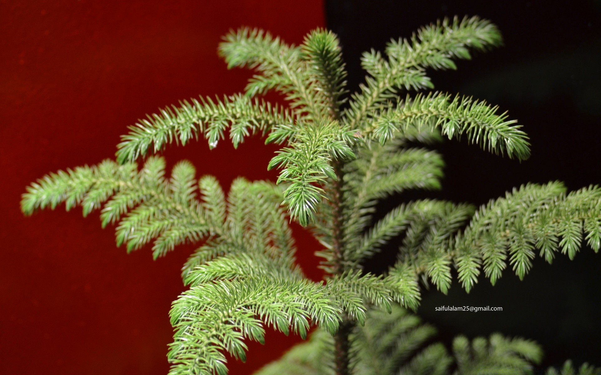 christmas fern outdoors nature leaf tree flora wood growth