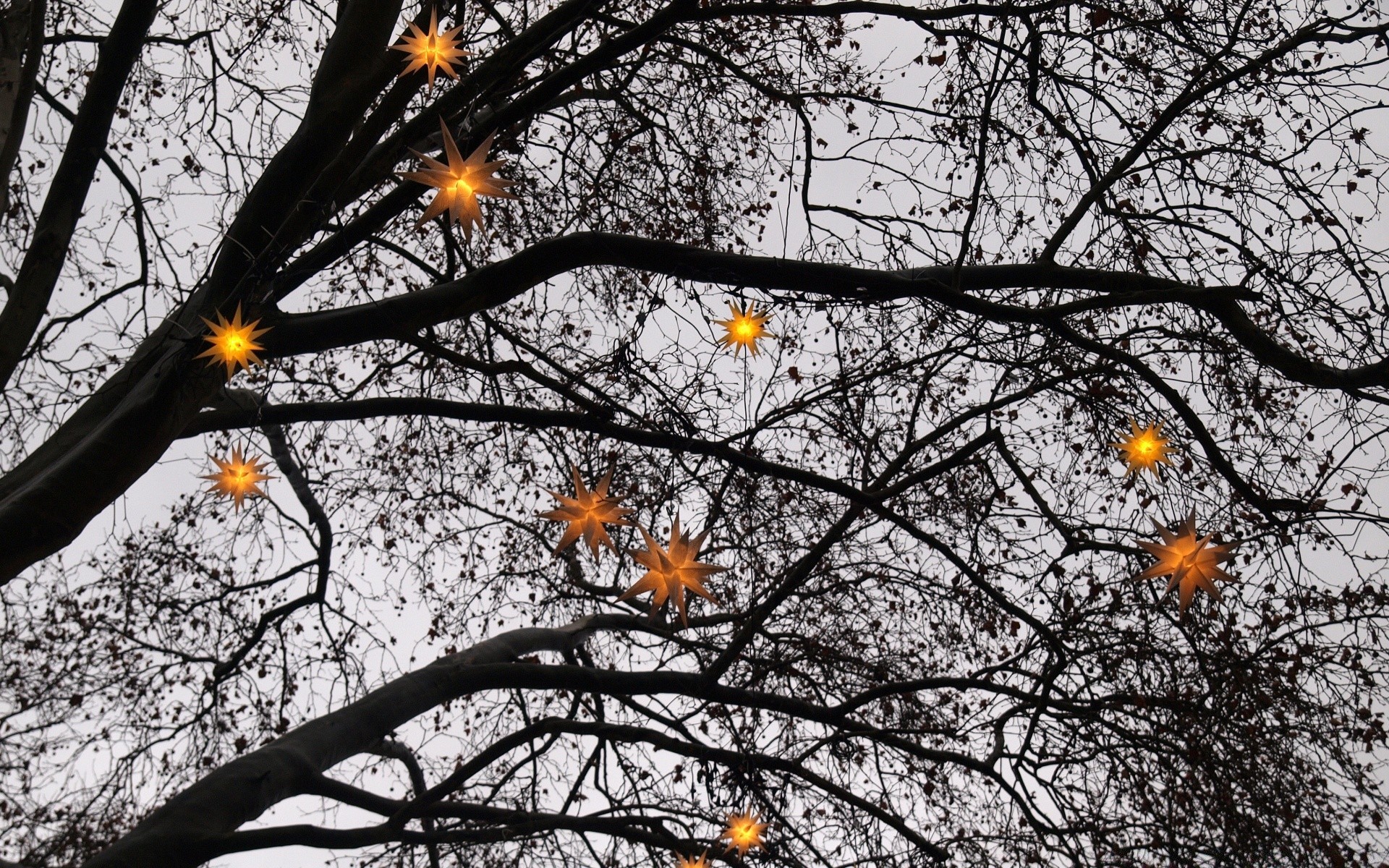 navidad árbol rama temporada otoño naturaleza hoja madera parque invierno flora al aire libre brillante paisaje buen tiempo tiempo medio ambiente escarcha