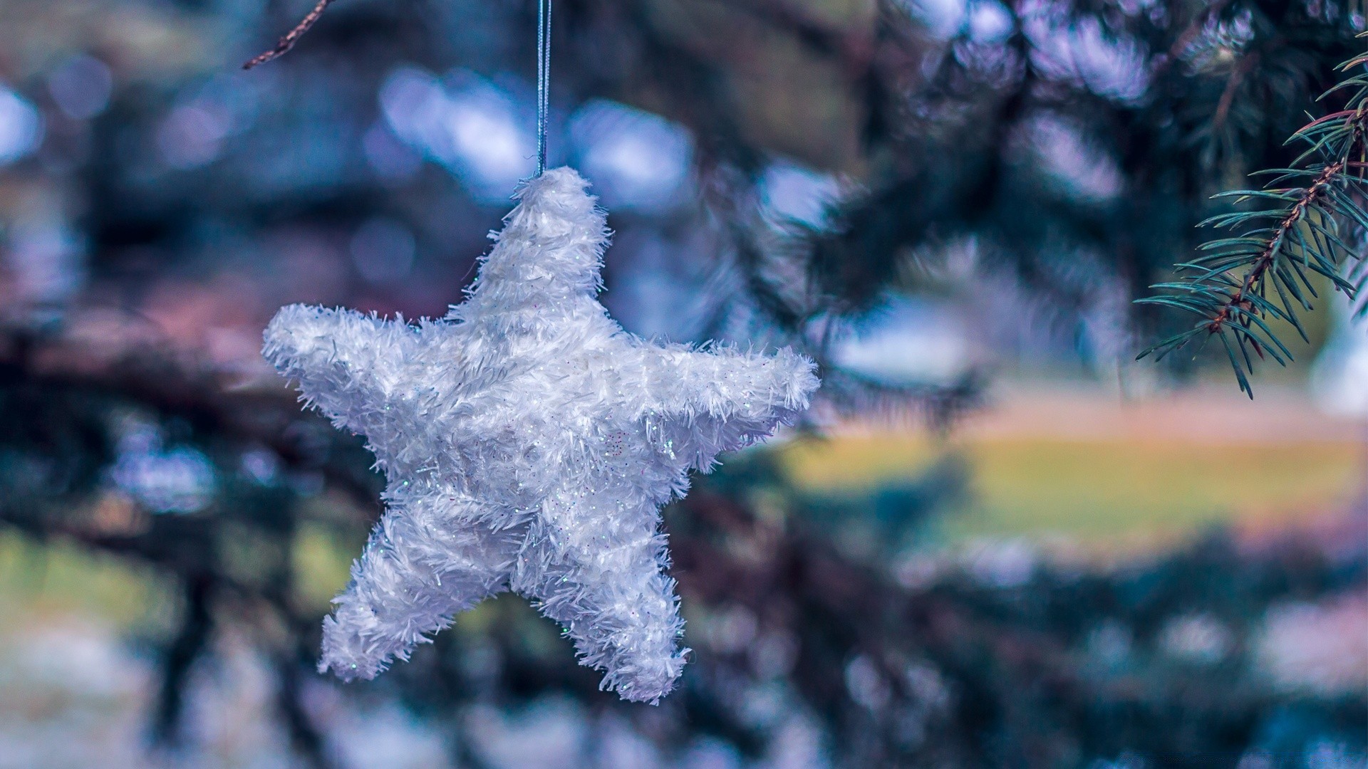 christmas winter frost tree season snow snowflake decoration nature celebration