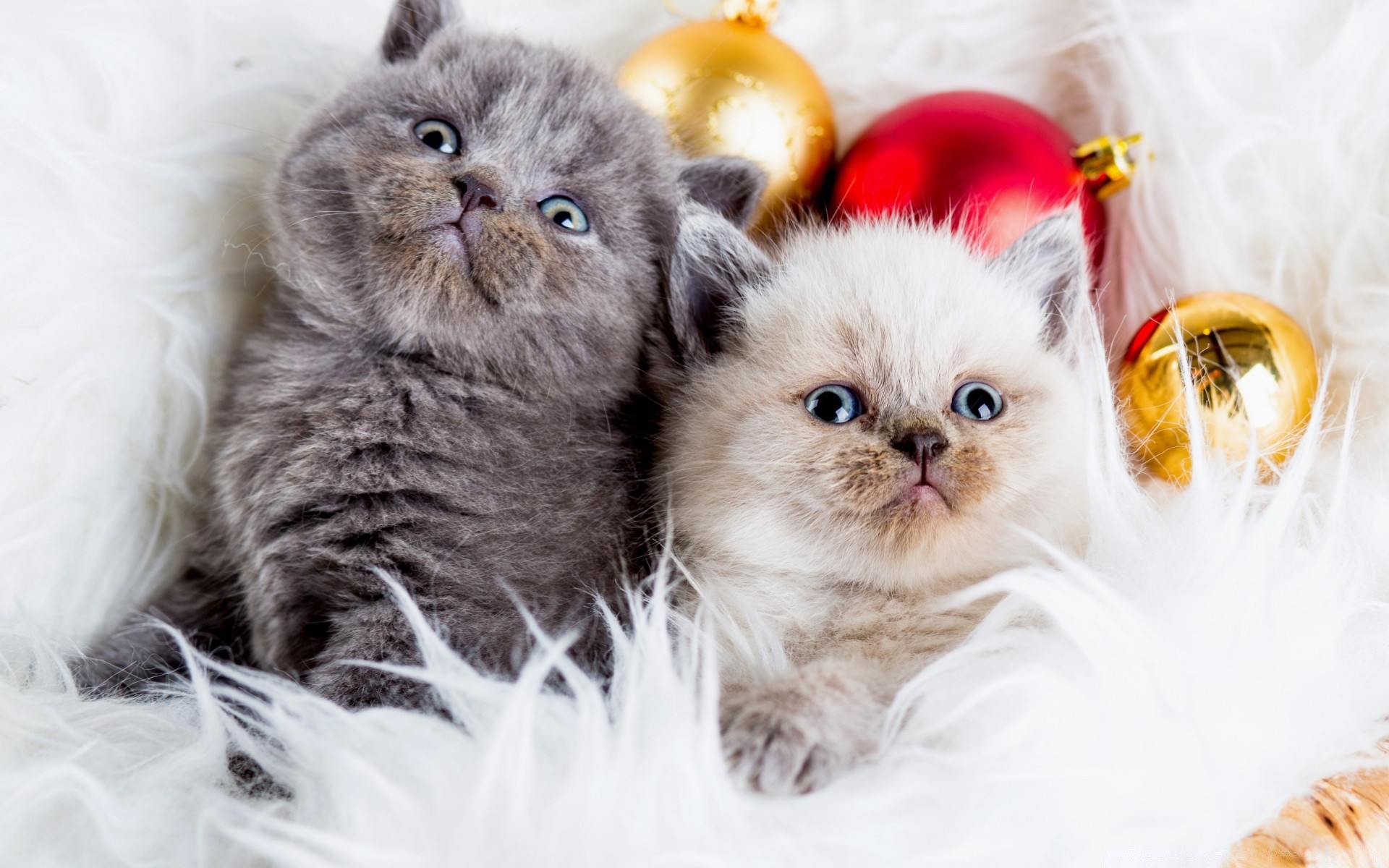 weihnachten niedlich haustier tier katze fell inländische säugetier kätzchen wenig junge porträt flaumig lustig sitzen anzeigen liebenswert rasse auge reinrassig flauschig