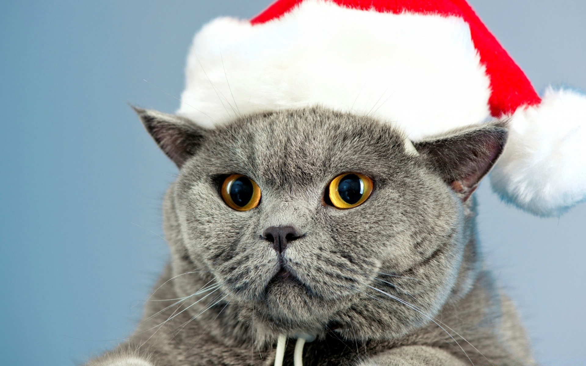 navidad animal pelaje lindo retrato mamífero mascota joven ojo pelusa doméstico viendo divertido gato pequeño