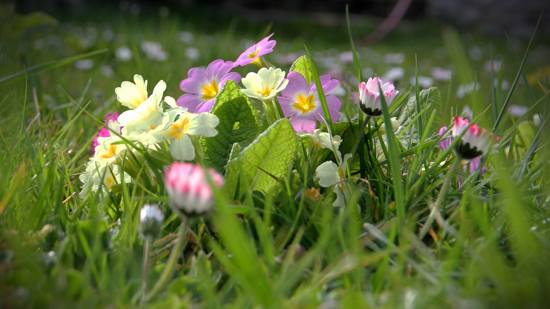 fiori di campo fiore erba natura giardino campo fioritura flora floreale estate fieno petalo stagione colore parco foglia letto sole prato luminoso bel tempo