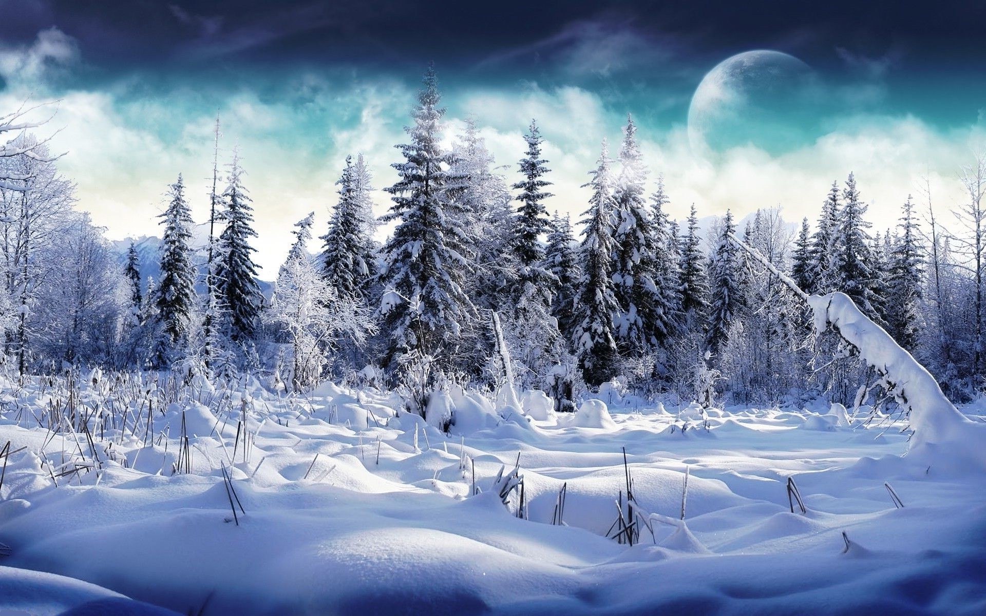 winter snow cold frost wood ice frozen mountain scenic landscape tree nature evergreen weather season