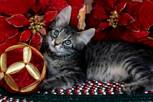 Cute kitten lying in flowers