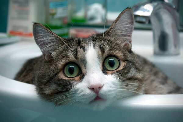 The cat lying in the sink