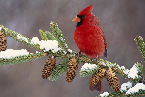 A beautiful bird on a spruce branch