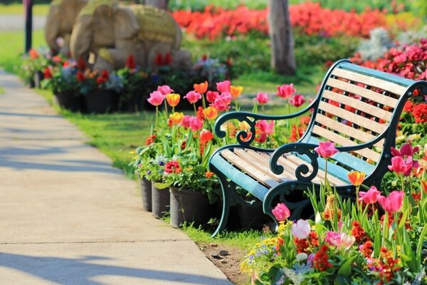 A bench in a blooming park in summer
