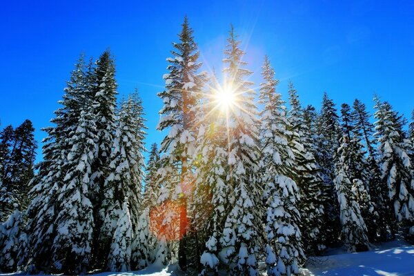 Arbres de Noël chics, excellente saison pour voyager