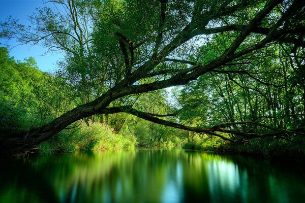 Paesaggio albero Nal lago