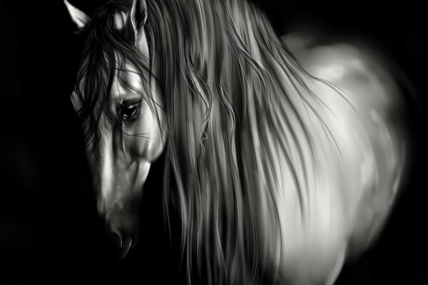 Grey horse with a long mane on a black background