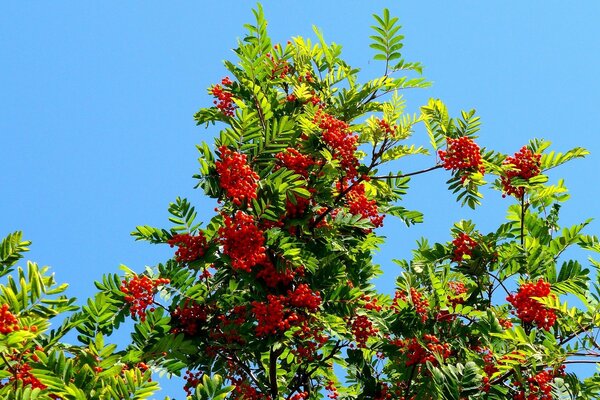 Temporada de cosecha de árbol de ceniza de montaña