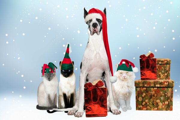 Большая собака рядом с кошками и новогодними подарками